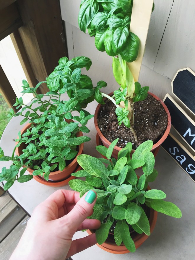 World's tiniest herb garden.